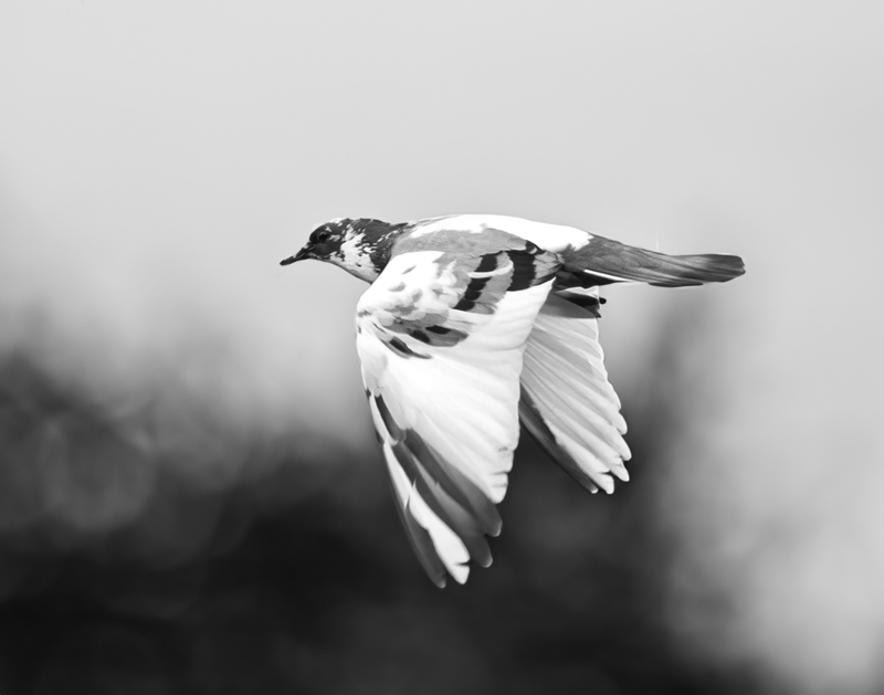 0H4A8447-Edit(1).jpg