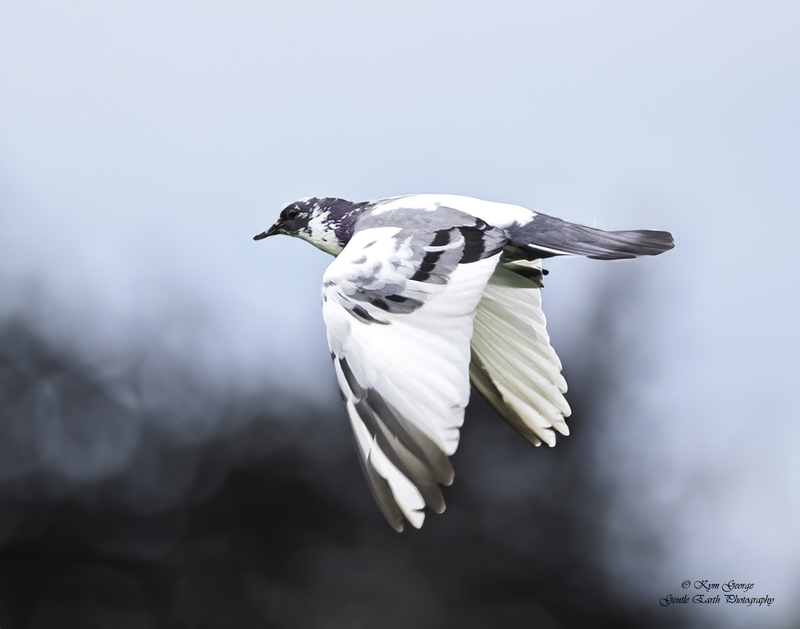 0H4A8447-Edit.jpg