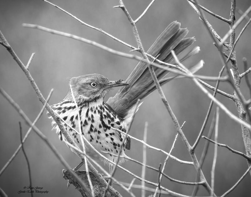 0H4A9061-Edit(1).jpg