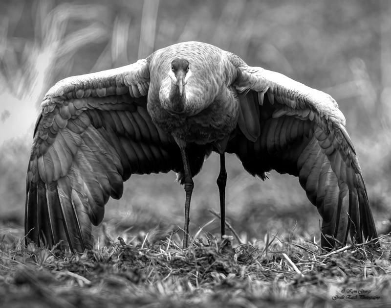 0H4A9798-Edit.jpg