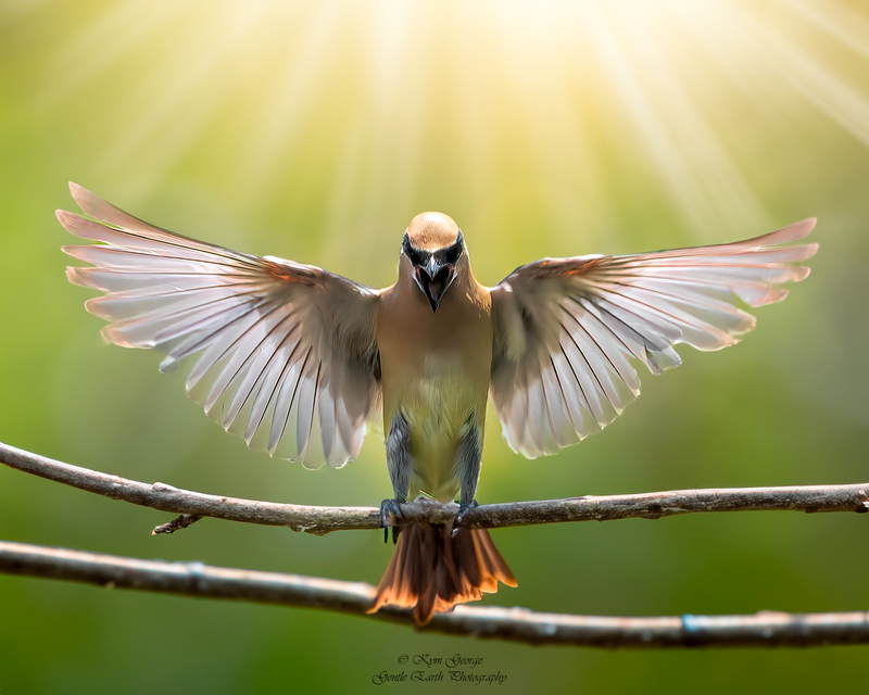 Angelic Cedar Kym George.jpg