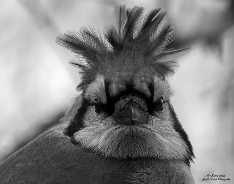 Bad hair day Kym George(1).jpg