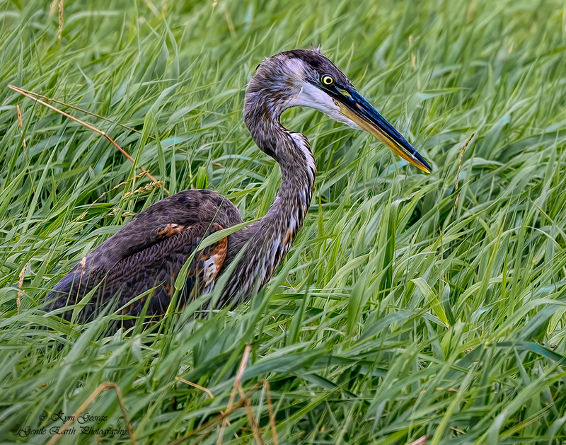 Blue Heron in grass Kym George.jpg