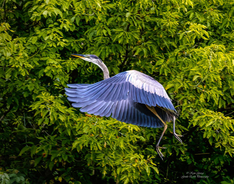 BlueHeron Kym George.jpg