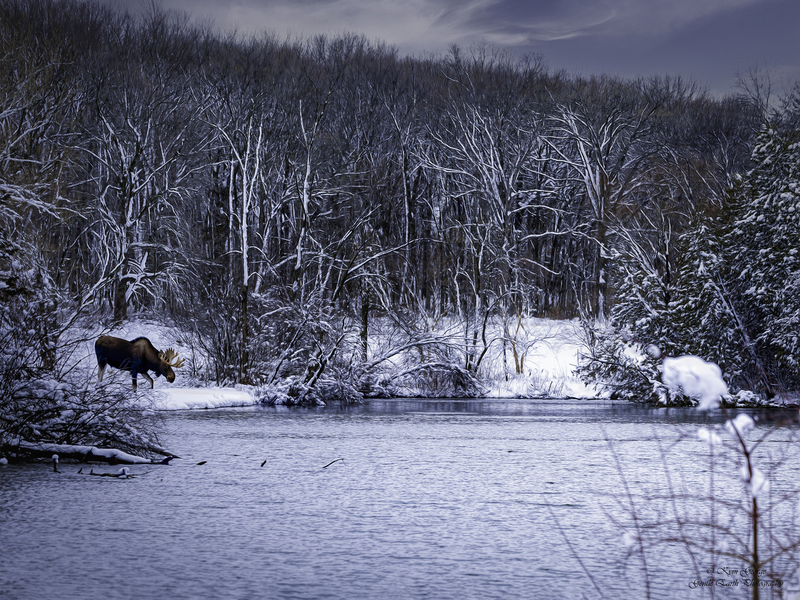 Bull Moose Kym George copy(1).jpg