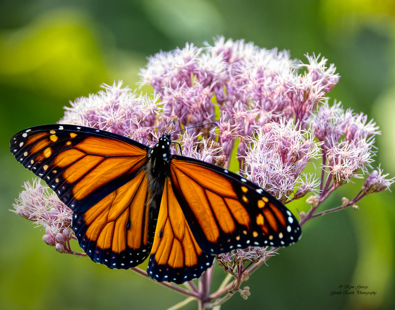 Butterfly Kym George.jpg