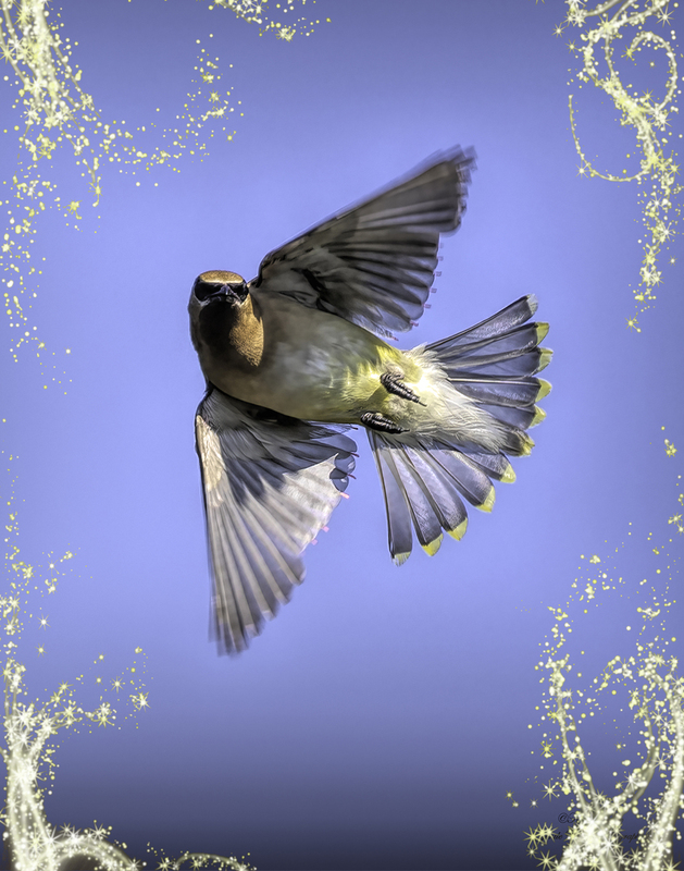 Cedar Waxwing Kym George copy(1).jpg