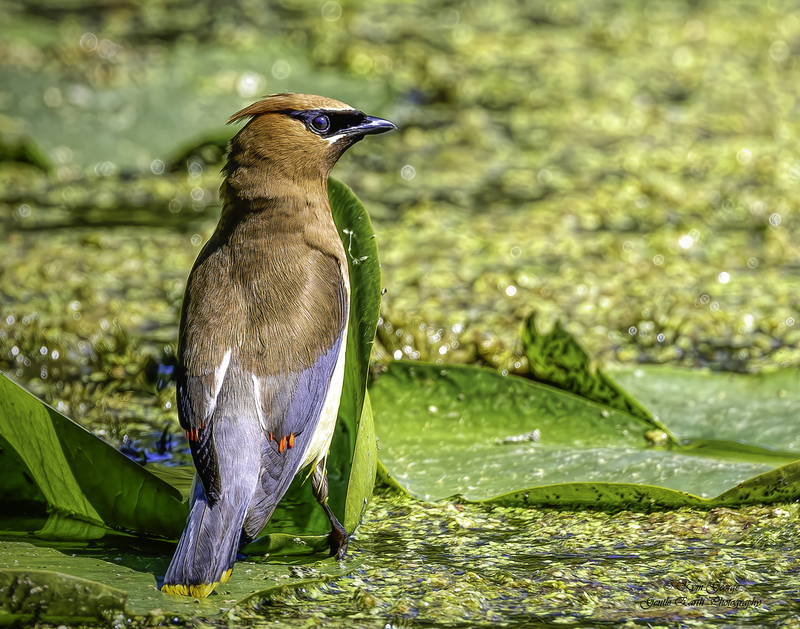 Cedar Waxwing Kym George(1).jpg