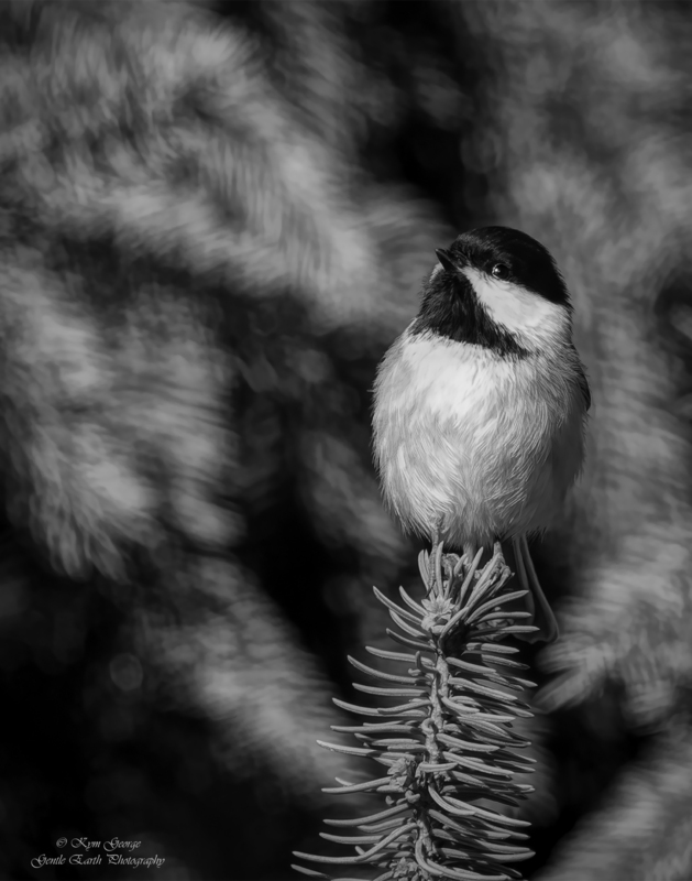 Chickadee Kym George(4).jpg