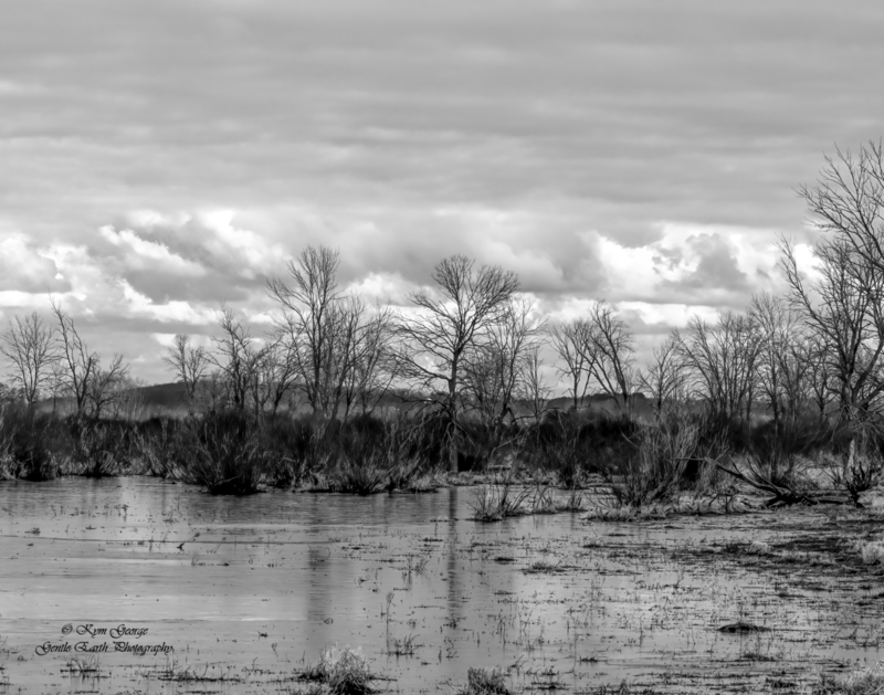 Country scene Kym George(1).jpg