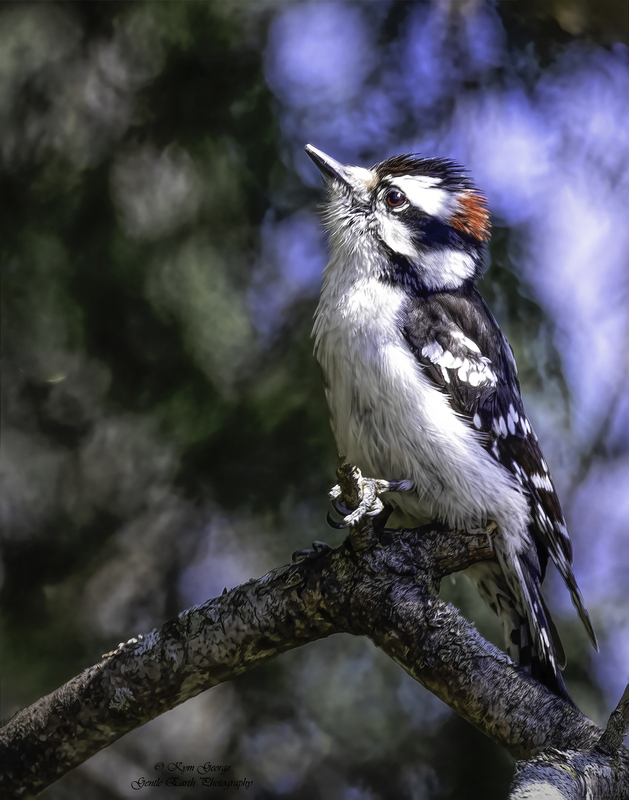 Downy Woodpecker Kym George.jpg