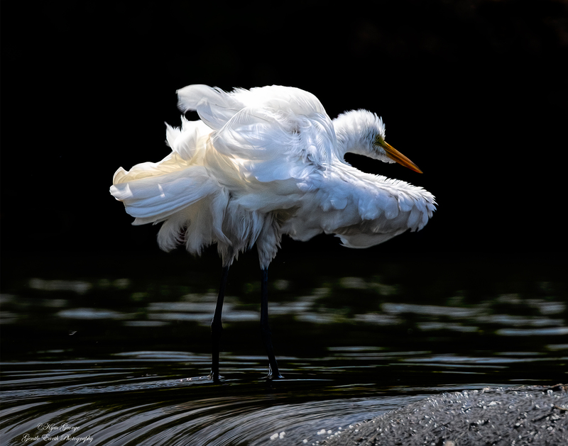 Egret fluffed up Kym George.jpg