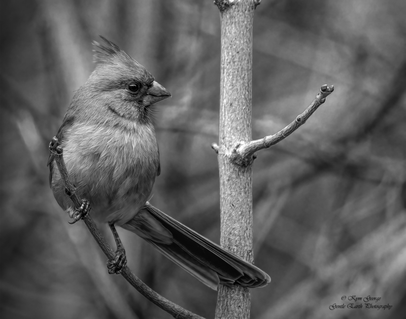 Female Cardinal Kym George(2).jpg