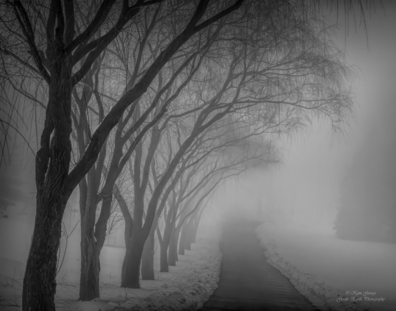 Foggy Day Kym George(1).jpg