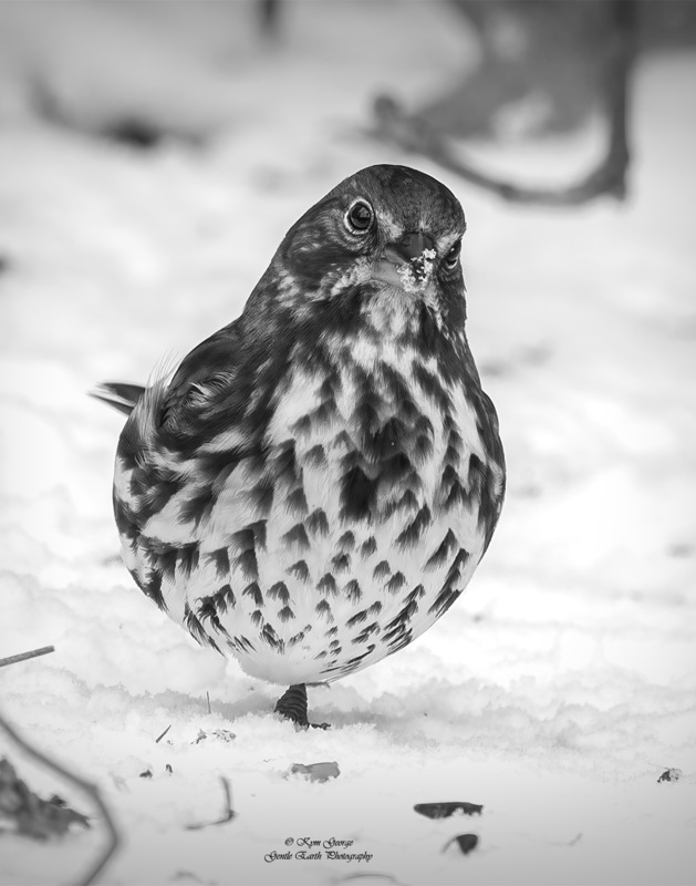 Fox Sparrow Kym George(1).jpg