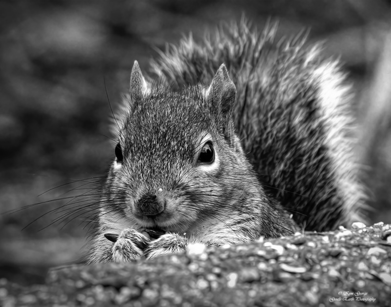 Gray Squirrel Kym George(1).jpg