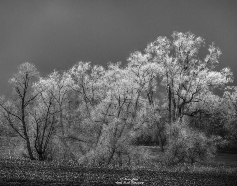 Hoarfrost  Kym George(1).jpg