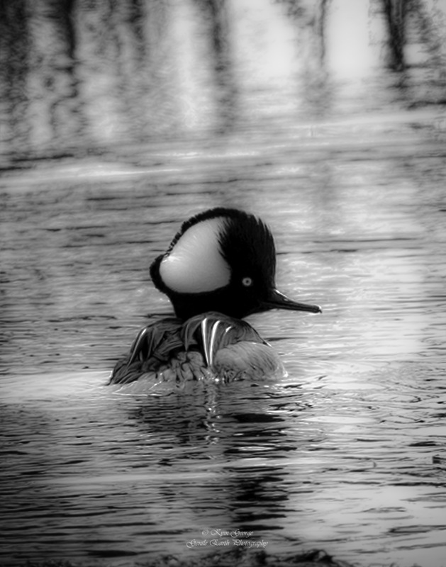 Hooded Merganser Kym George(1).jpg