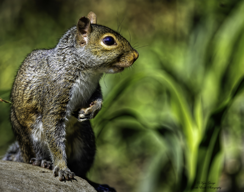 Little Squirrely Kym George.jpg