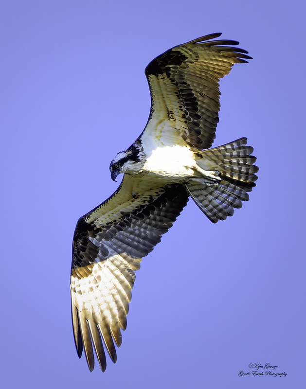 Osprey Kym George.jpg