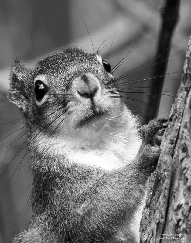Red Squirrel Kym George(1).jpg