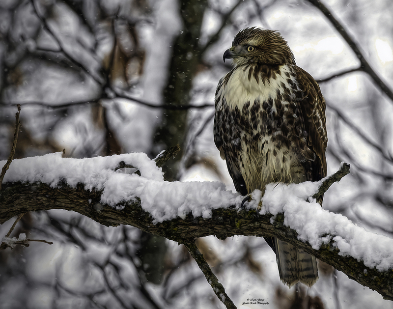 Red-Tailed Hawk Kym George(1).jpg