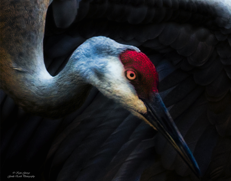 Sandhill Crane Kym George.jpg