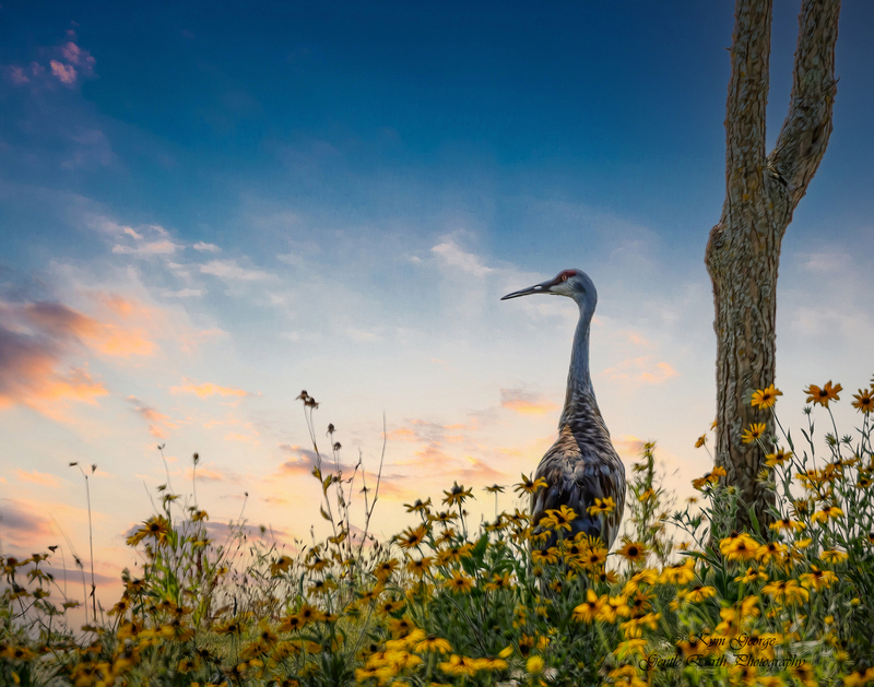 Sandhill Crane at dusk Kym George.jpg