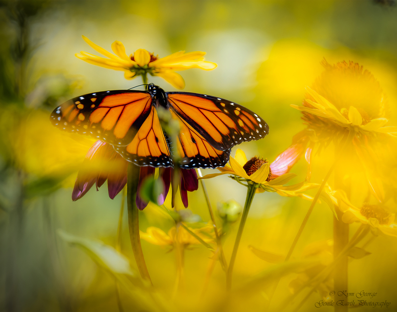 Soft Butterfly Kym George.jpg