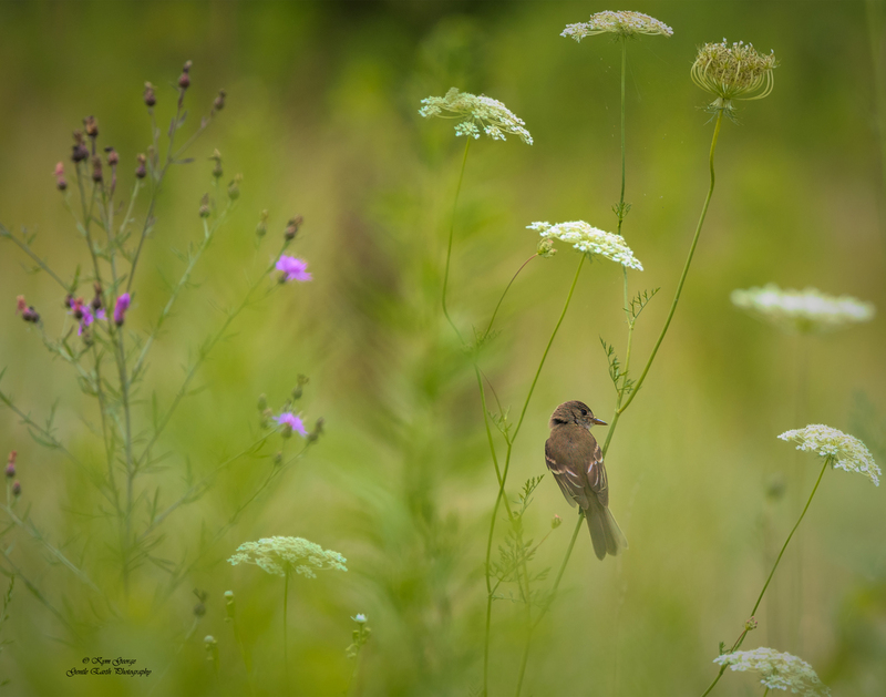 Softness in sumer Kym george.jpg