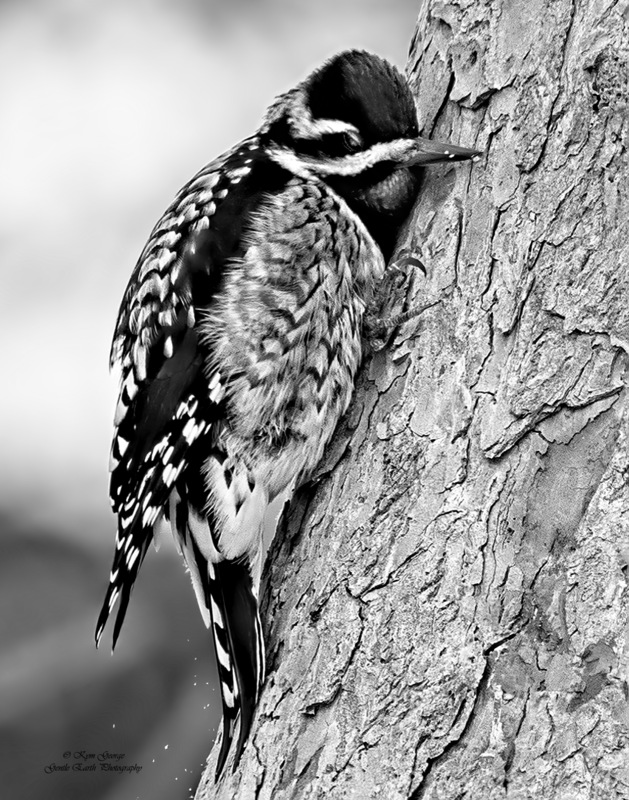 Tree Hugger Kym George(1).jpg