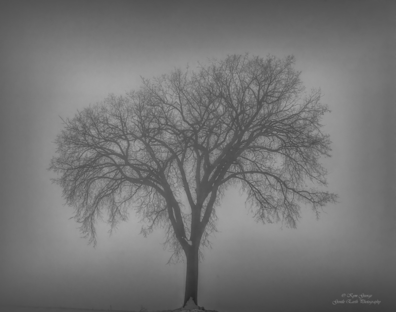 Tree in fog Kym George(1).jpg