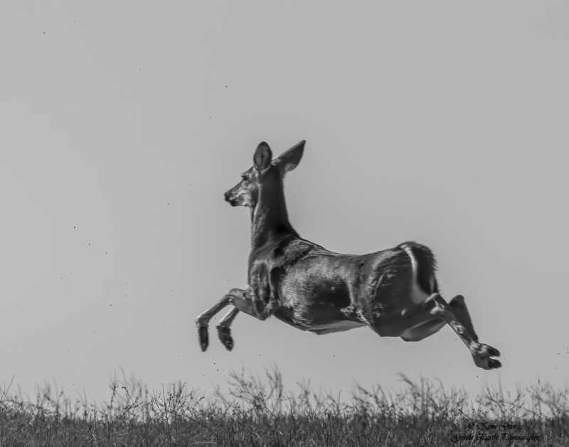 White Tail Deer Kym George.jpg