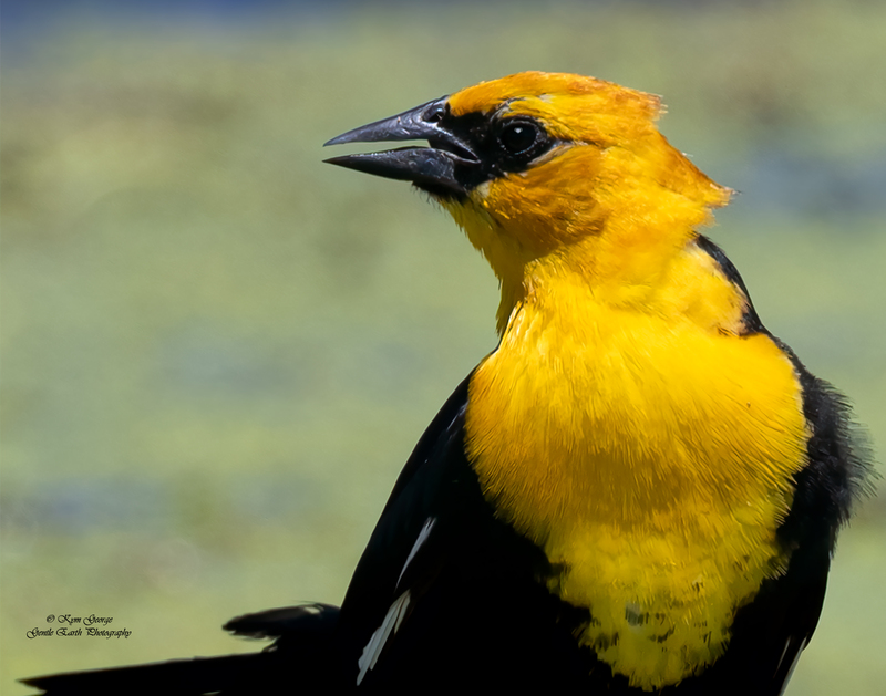 Yellow headed blackbird Kym George.jpg