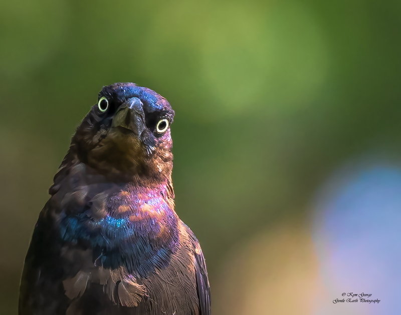 Young Grackle Kym George.jpg