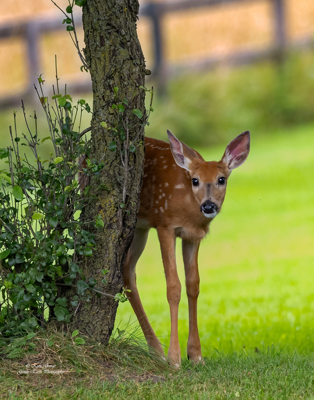 Young fawn Kym george(1).jpg