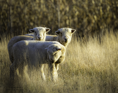特撮 Sheep PortraitOfASheep.jpg?v=