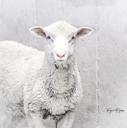 Sheep :: GentleEarthPhotography