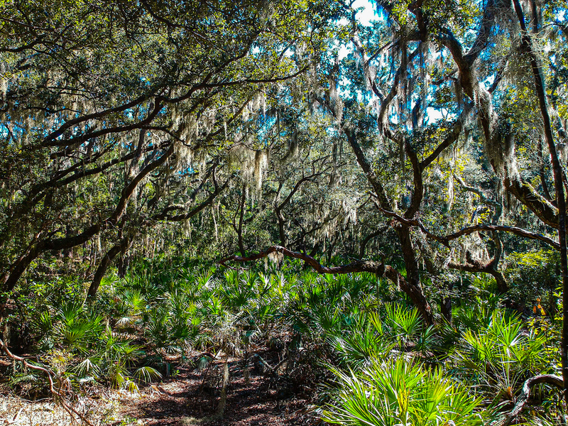 Photosynthesis(1).jpg :: DCIM/100MEDIA/DJI_0174.JPG