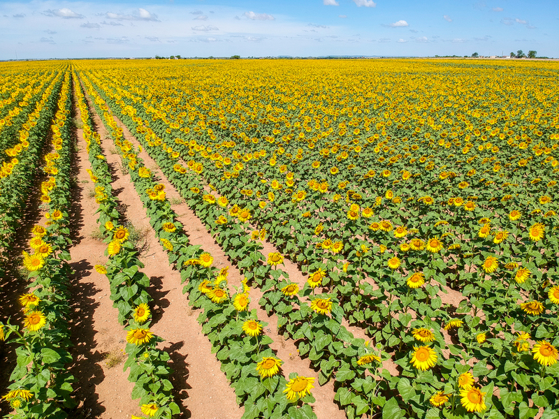 Rows.jpg :: DCIM/100MEDIA/DJI_0570.JPG