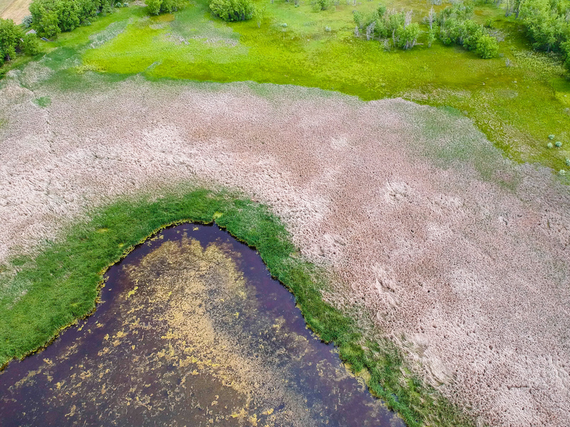 Wetlands(1).jpg :: DCIM/100MEDIA/DJI_0315.JPG