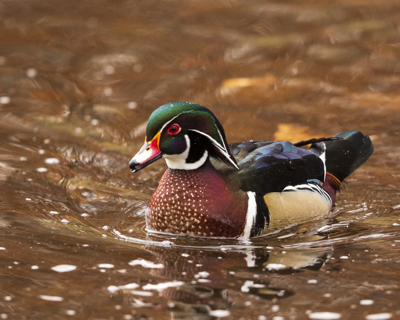 2628_wood duck_16x20.jpg