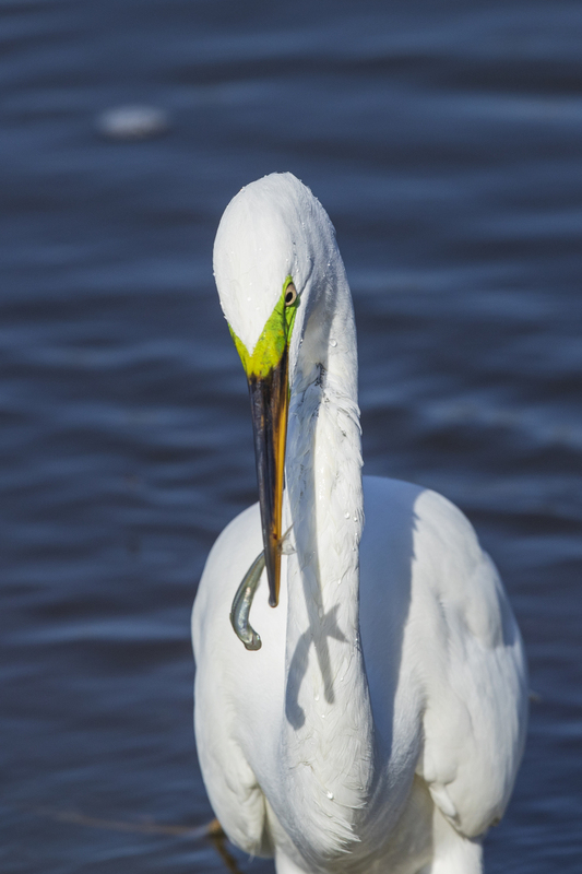 2M0A0435_white egret_12x18.jpg
