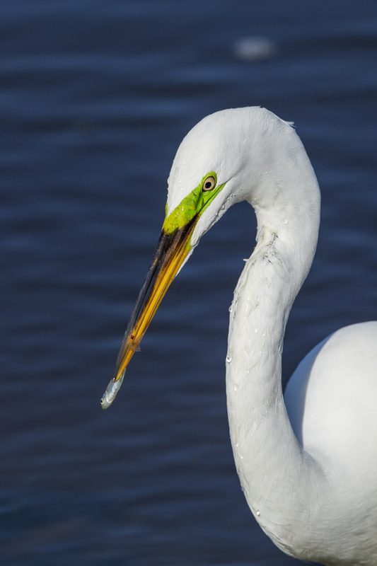 2M0A0437_white egret_12x18.jpg