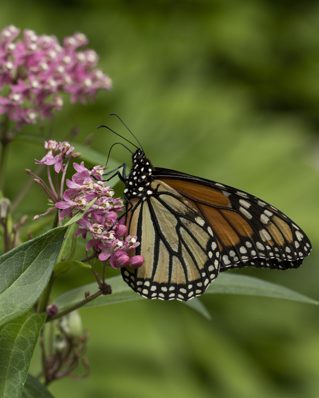 2M0A3363_monarch_16x20(1).jpg