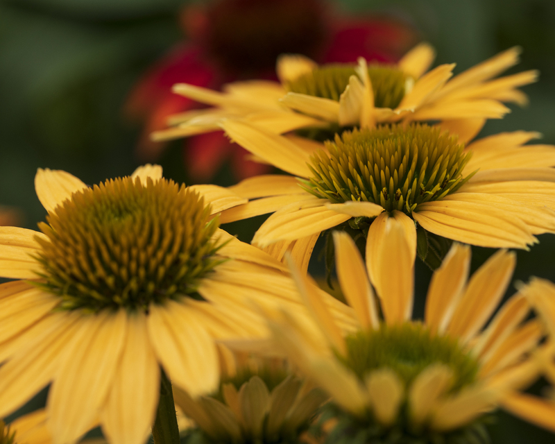 2M0A3385_flowers_16x20.jpg