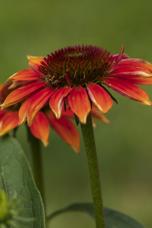 2M0A3387_flower_12x18(1).jpg