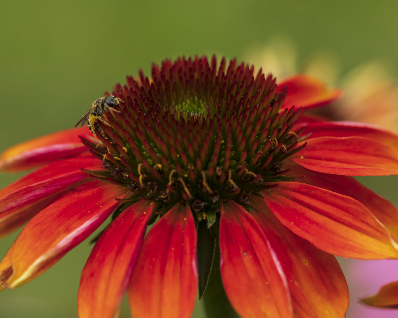 2M0A3410_flower_16x20(1).jpg