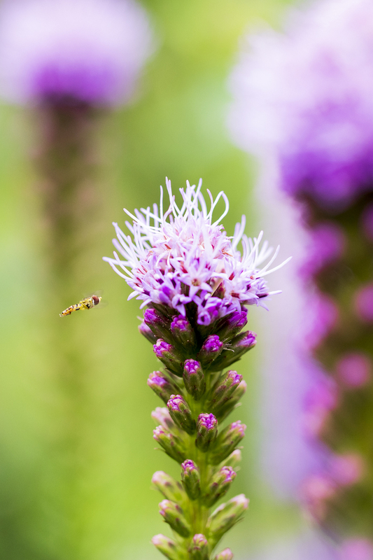 2M0A3598_flower_12x18(1).jpg