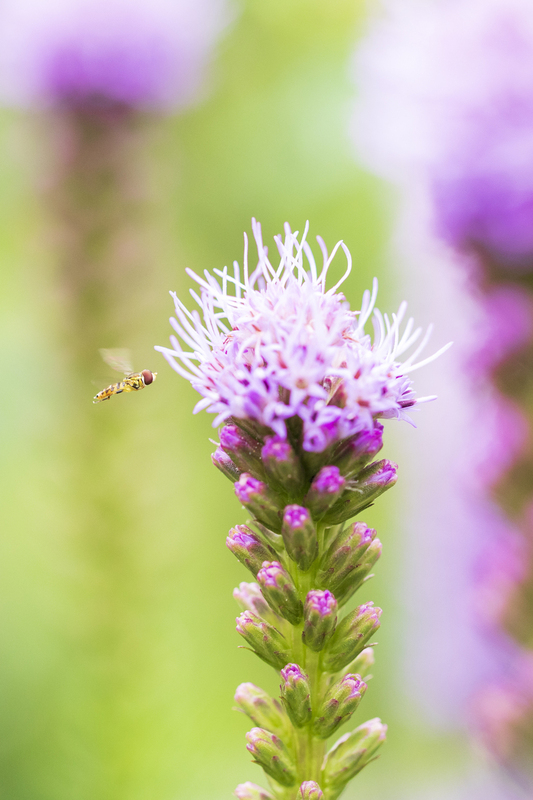 2M0A3604_flower_12x18(1).jpg
